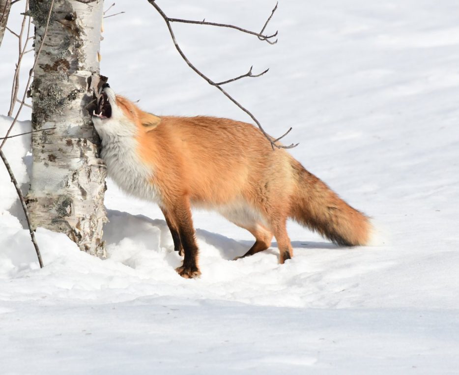 木の下は雨 | 旭岳ビジターセンター