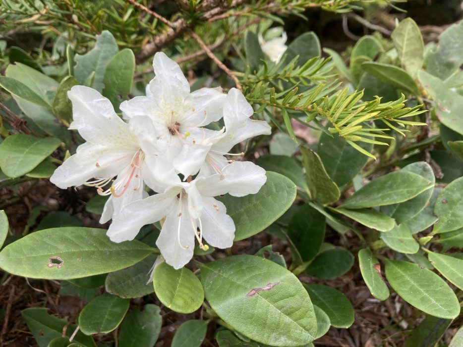 高山植物 IMG_2894-934x701.jpg