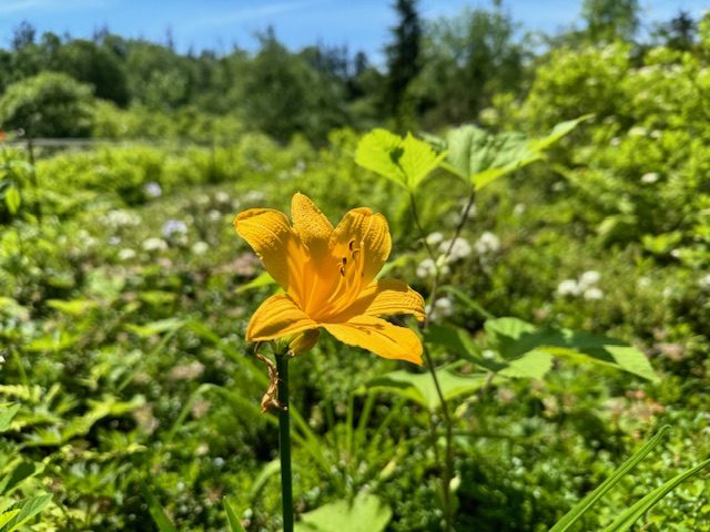 6/30 高山植物園のお花 | 旭岳ビジターセンター