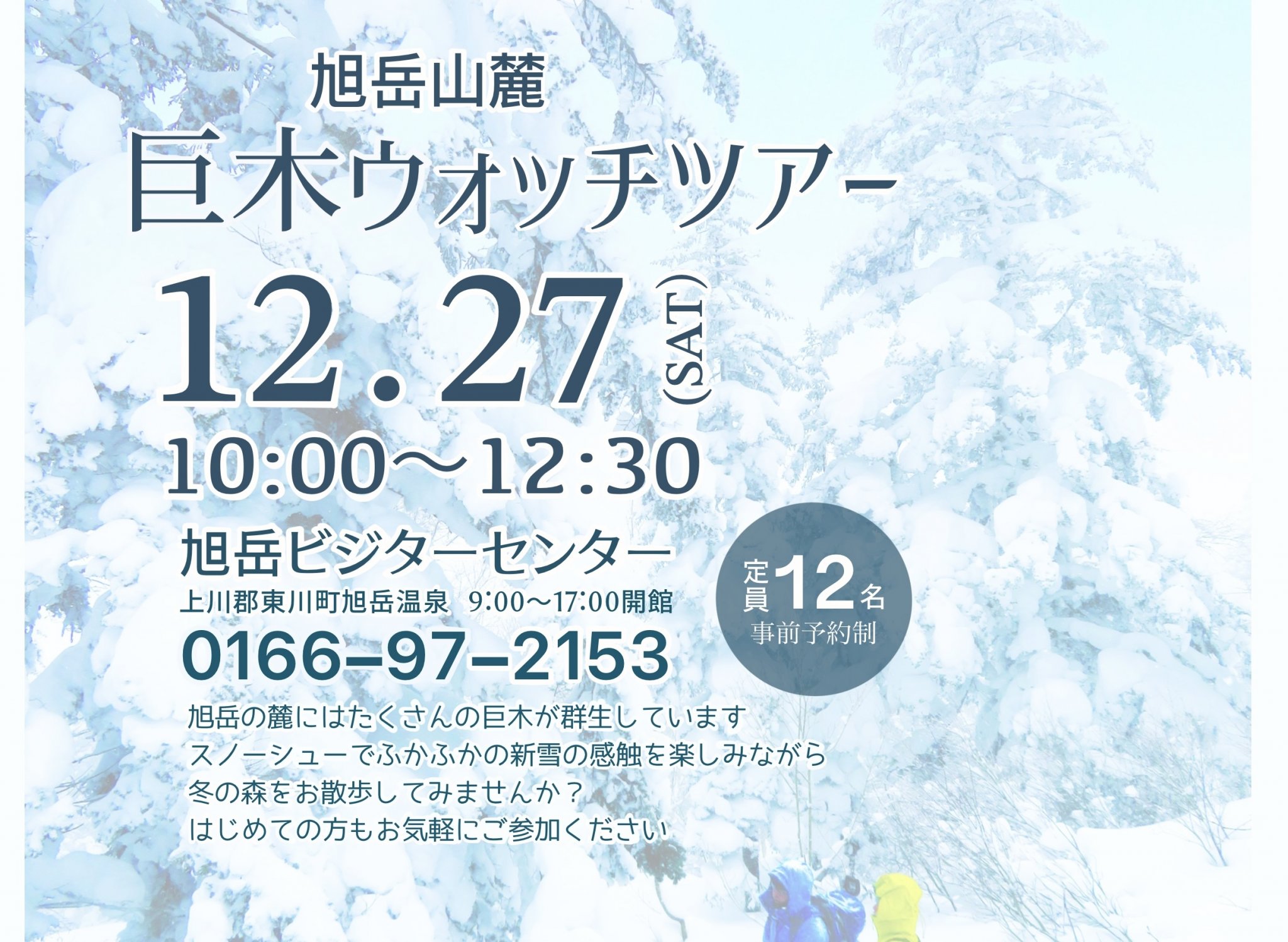 山採り 蝦夷松 冬囲い前の特別価格 12/27 旭岳山麓巨木ウォッチツアー | 旭岳ビジターセンター