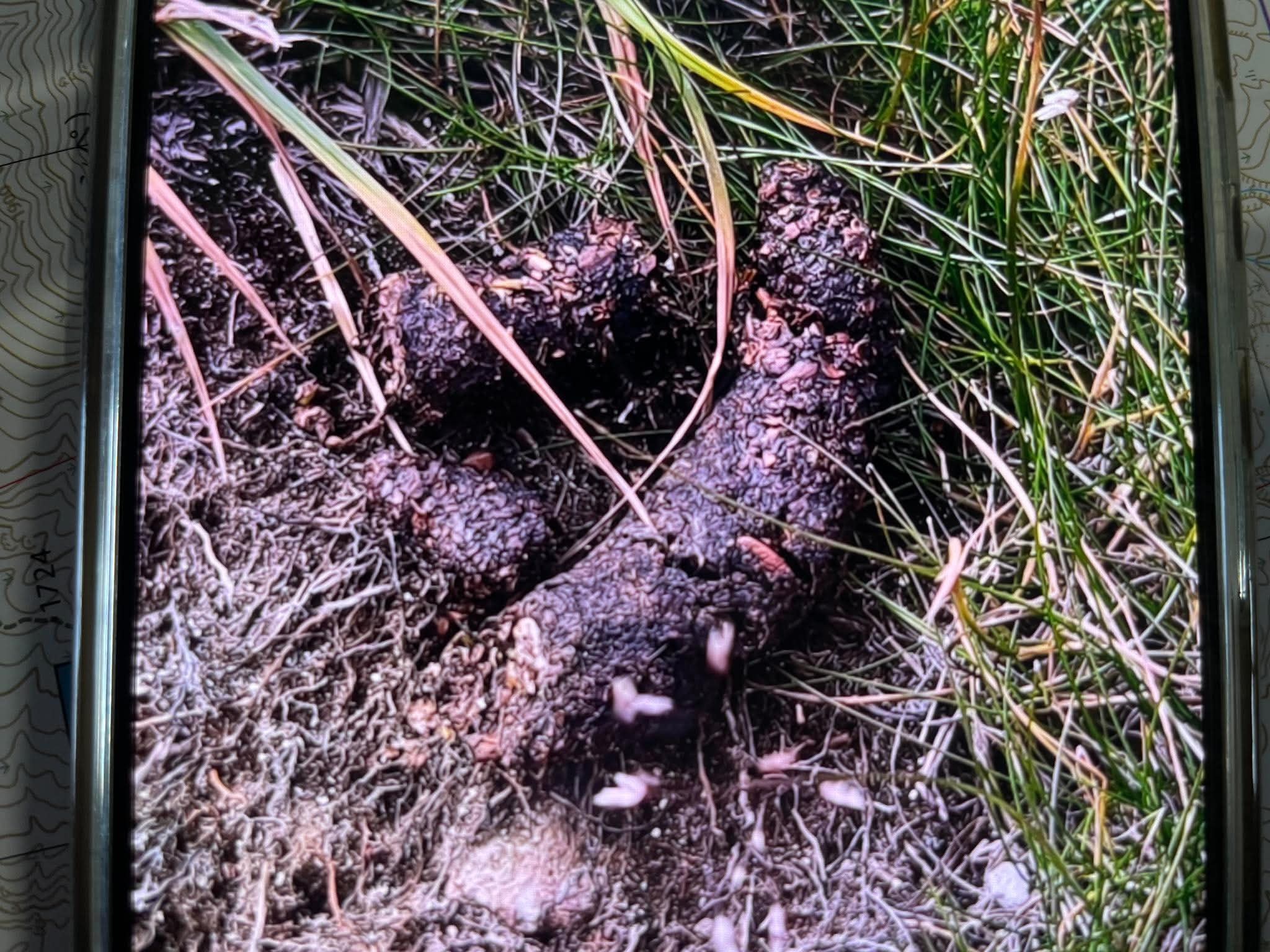 クマクマ様確認用13〜14 2026年ヒグマ関連情報（10/3更新） | 旭岳ビジターセンター